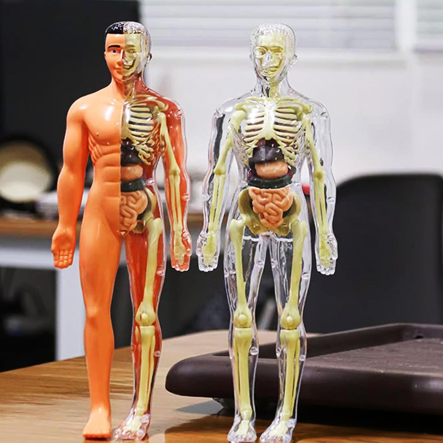3D Human Anatomy Model โ Removable Organs & Skeleton