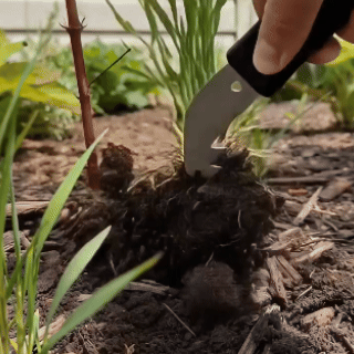 Multi-Use Garden Weeding, Grafting & Branch Cutting Tool